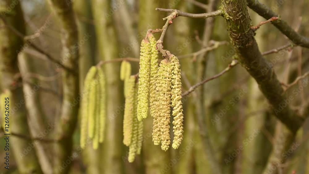 avellana, catkin, catkins, closeup, corylus, edible, flowers, food, hazel, nature, pollen, pollination, spring, springtime, twig, waving, wildflowers, wind, tree, branch avellana, catkin, catkins, closeup, corylus, edible, flowers, food, hazel, nature, pollen, pollination, spring, springtime, twig, waving, wildflowers, wind, tree, branch