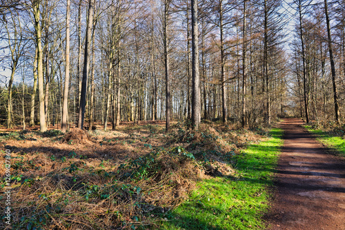 Spaziergang im Wald
 photo