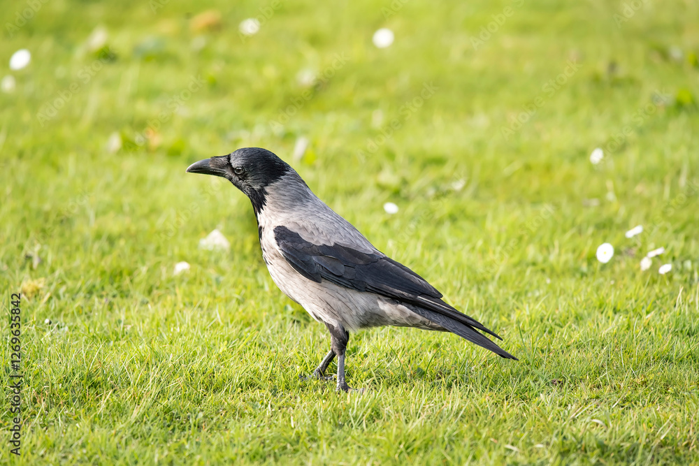 Hooded crow standing on the grass in Scotland Hooded crow standing on the grass in Scotland