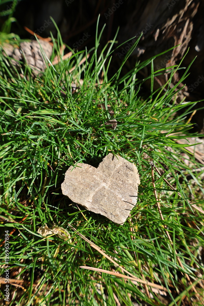 Heart-shaped stone moss. High quality photo Heart-shaped stone moss. High quality photo