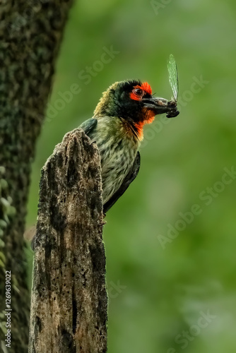 Photography Coppersmith carrying the food for the chick