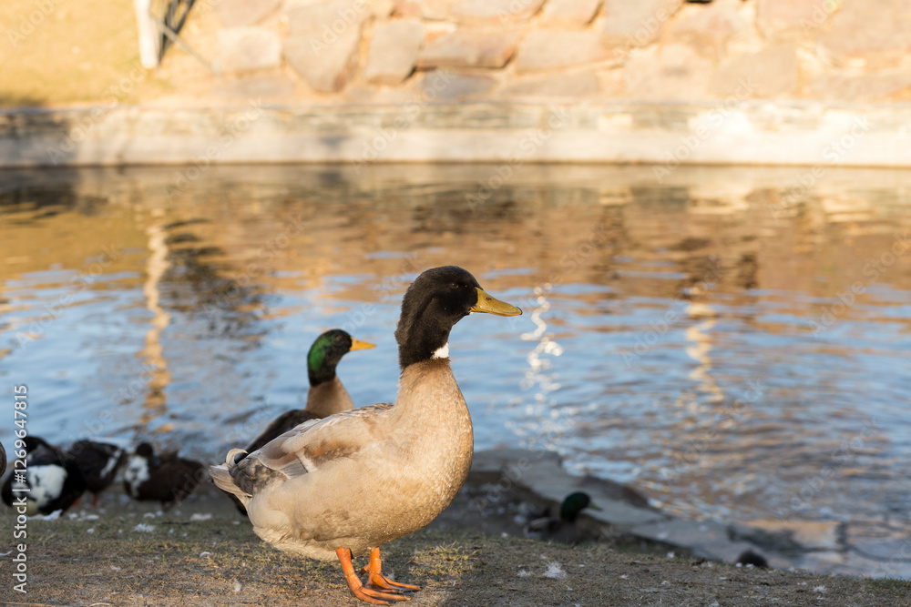 Fototapeta premium Khaki Campbell duck by the river