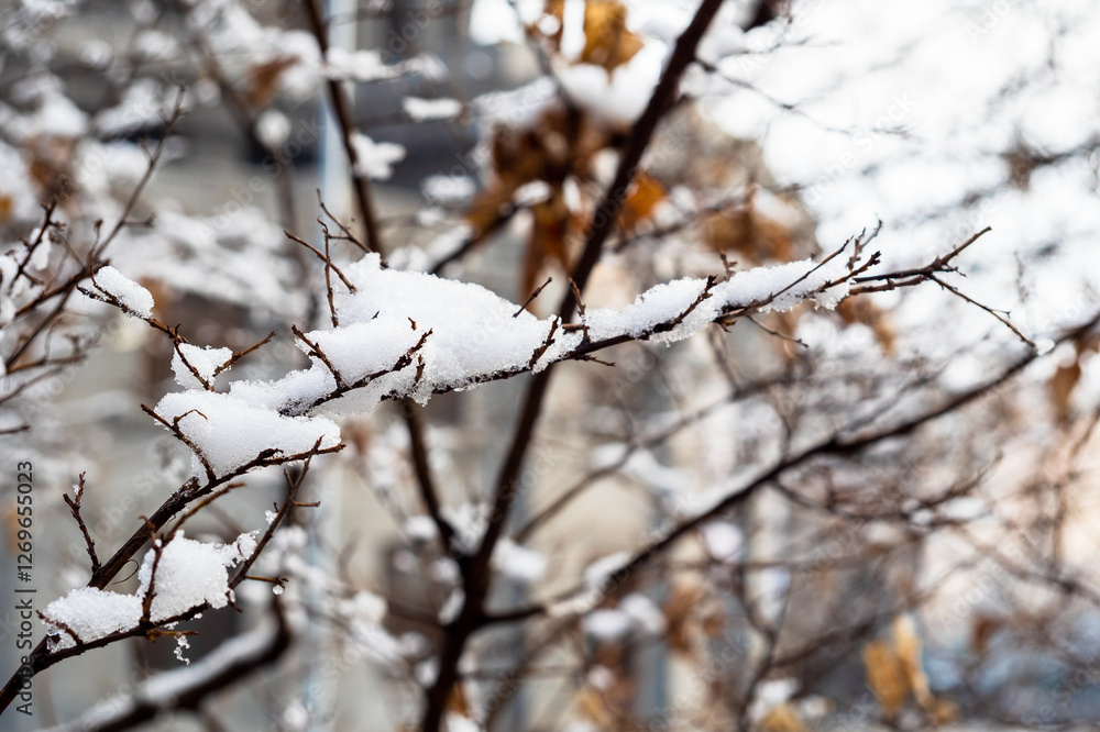 snow-covered tree twig closeup in Yerevan city snow-covered tree twig closeup in Yerevan city