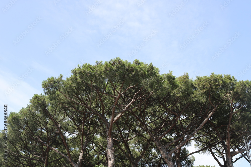 Obraz premium trees and sky