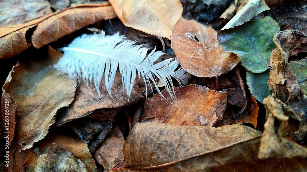 Naklejka premium A white feather of a bird in the garden