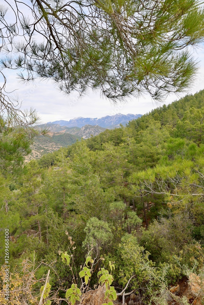 Young pine forest. High quality photo Young pine forest. High quality photo
