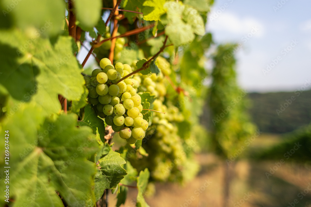 Fototapeta premium Reife weißen Weintraube am Rebstock in einem Weinberg im sonnigen Abendlicht