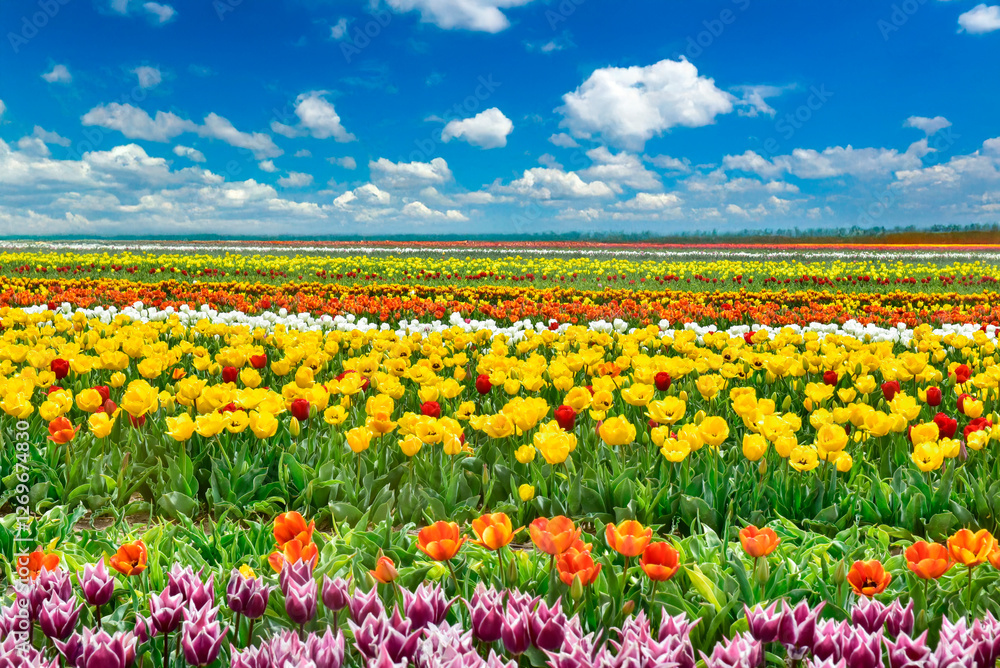 large tulip agricultural areas, project and production for trade large tulip agricultural areas, project and production for trade