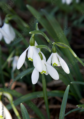 Snowdrops - spring wild flowers. Background. Selective focus. Wild flowers field. Early spring concept.
