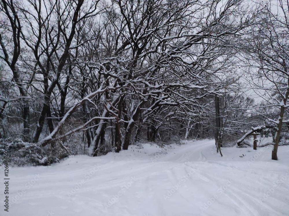 Fototapeta premium Silent Path: A Snow-Covered Trail Through Bare Trees