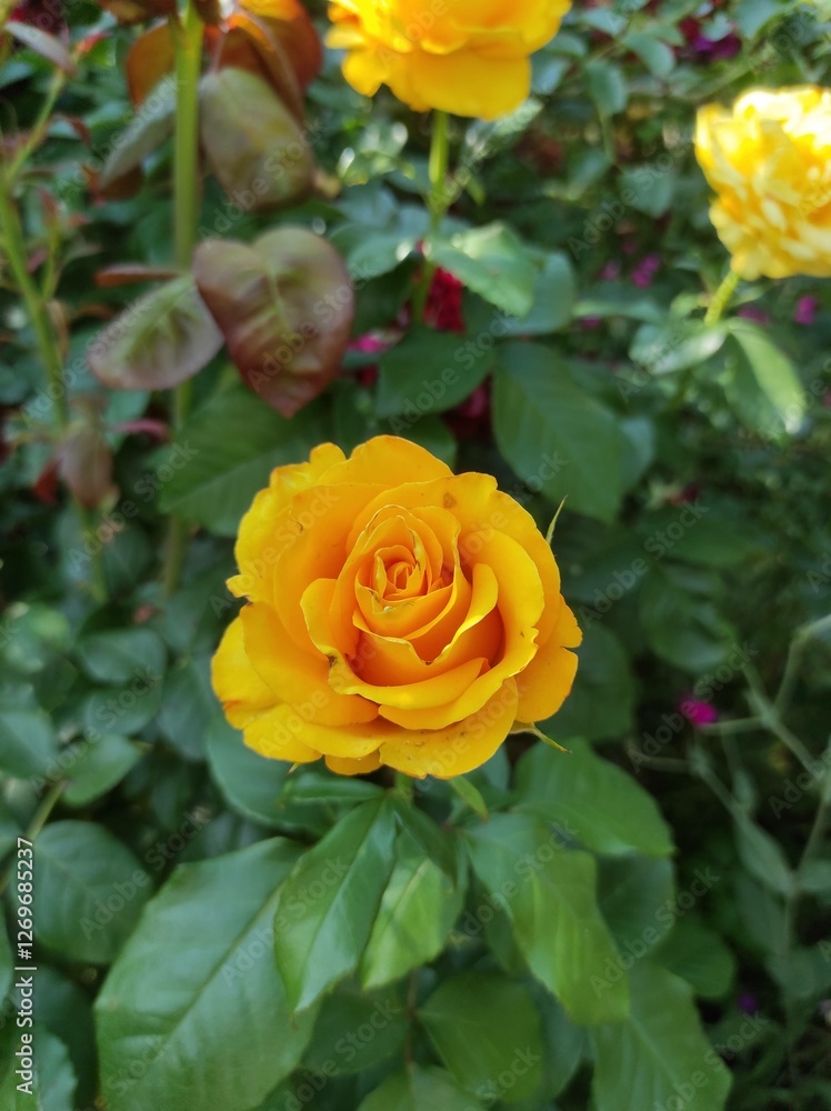Golden Glow: A Stunning Yellow Rose in Full Bloom Golden Glow: A Stunning Yellow Rose in Full Bloom