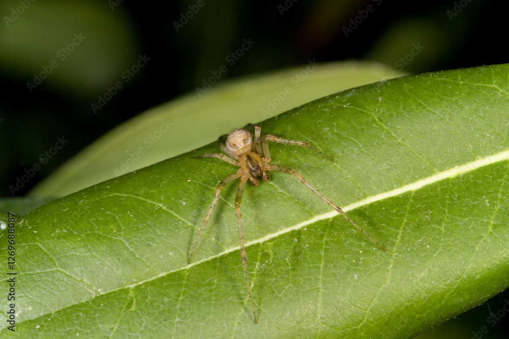 Female Missing sector orb weaver or the silver-sided sector spider (Zygiella x-notata) on a leaf. Family Orb-weaver spiders, araneids (Araneidae) Female Missing sector orb weaver or the silver-sided sector spider (Zygiella x-notata) on a leaf. Family Orb-weaver spiders, araneids (Araneidae)