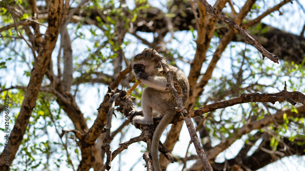 Monkey in the Tree A Beautiful Glimpse into Natures Amazing Wildlife and Ecosystem Monkey in the Tree A Beautiful Glimpse into Natures Amazing Wildlife and Ecosystem
