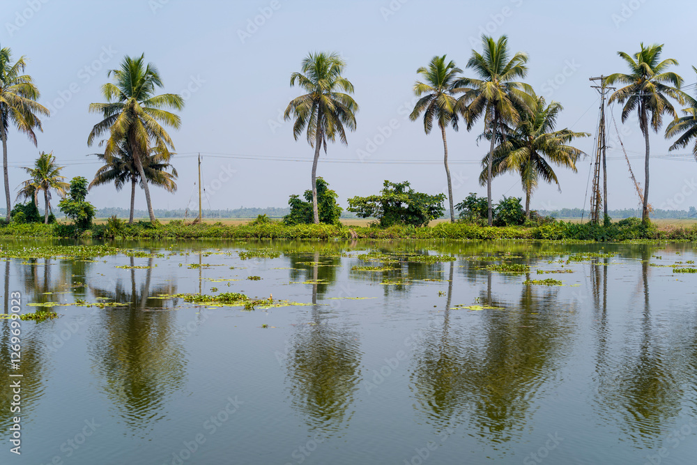 Palm trees in the backwaters of Alappuzha in Asia, India, Kerala, Alleppey, in summer, on a sunny day. Palm trees in the backwaters of Alappuzha in Asia, India, Kerala, Alleppey, in summer, on a sunny day.