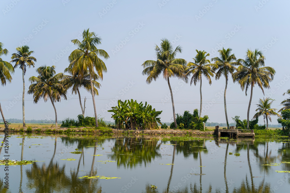 Palm trees in the backwaters of Alappuzha in Asia, India, Kerala, Alleppey, in summer, on a sunny day. Palm trees in the backwaters of Alappuzha in Asia, India, Kerala, Alleppey, in summer, on a sunny day.
