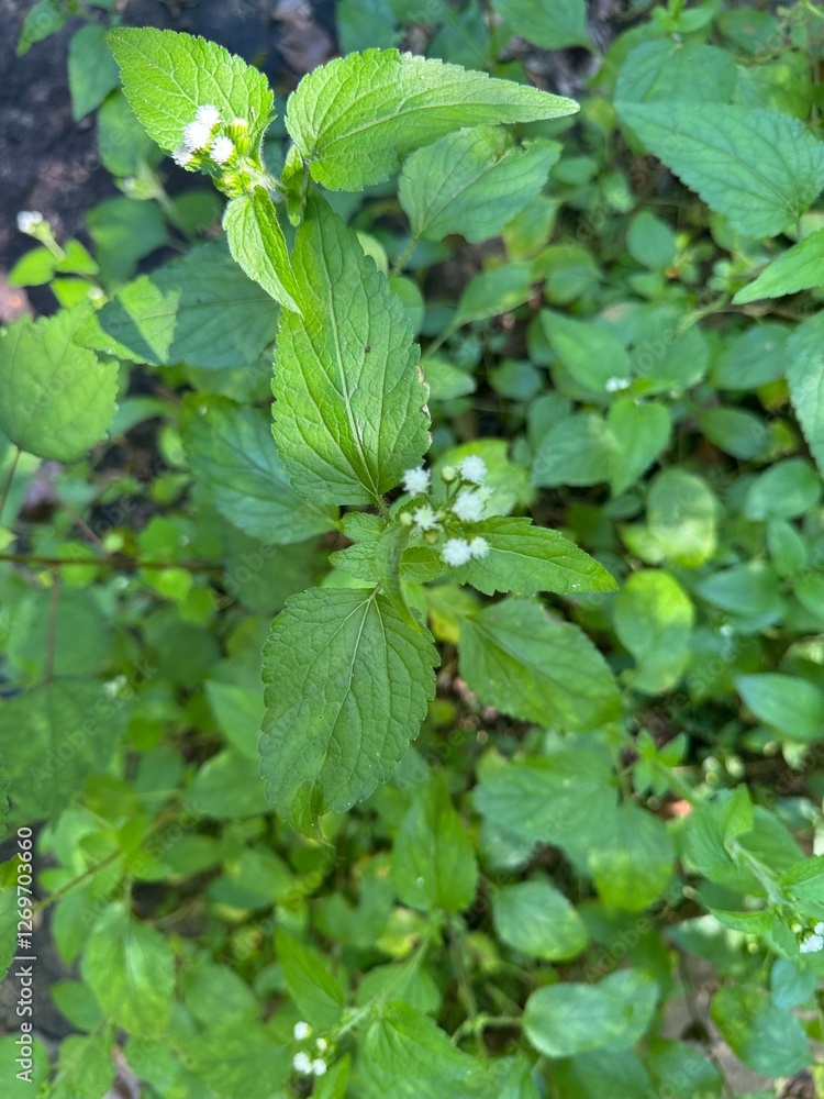 Green Meadow with Flowers: Nature Background Green Meadow with Flowers: Nature Background
