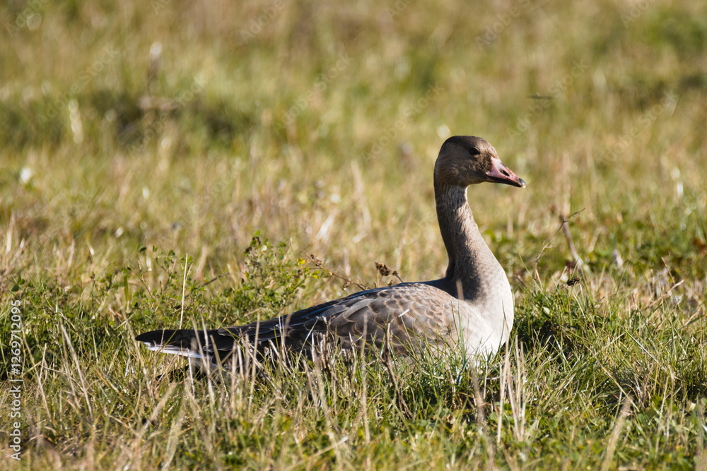 Goose gander (Anser anser) Goose gander (Anser anser)