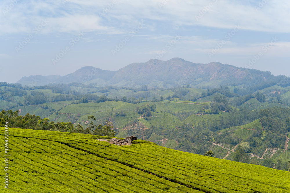 Tea plantations in the mountains in Munnar in Asia, India, Kerala, Munnar, in summer, on a sunny day. Tea plantations in the mountains in Munnar in Asia, India, Kerala, Munnar, in summer, on a sunny day.