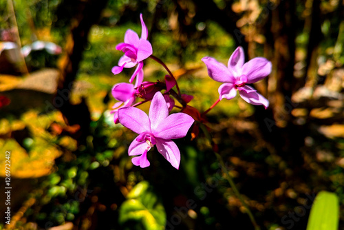 Purple spring flowers in the garden of sri lanka