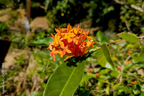 Orange Rathmal in garden of sri lanka