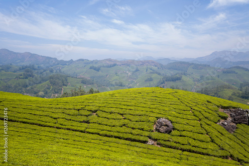 Fototapet Tea plantations in the mountains in Munnar in Asia, India, Kerala, Munnar, in summer, on a sunny day