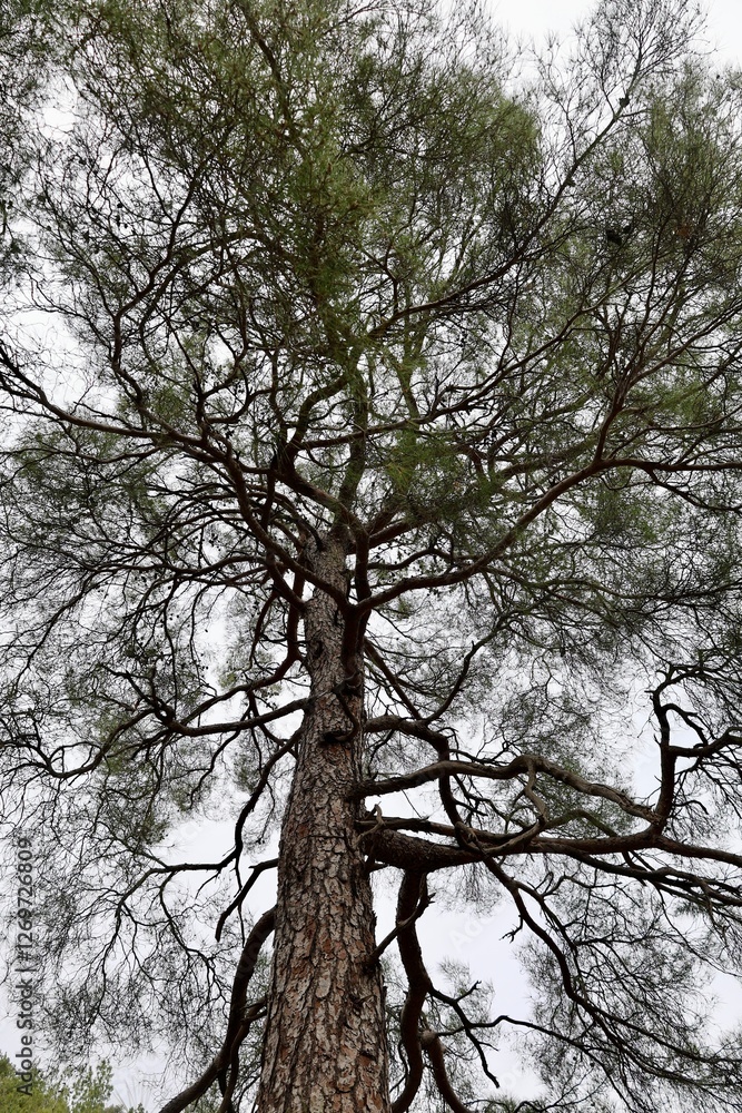 Leaning tall tree. High quality photo Leaning tall tree. High quality photo