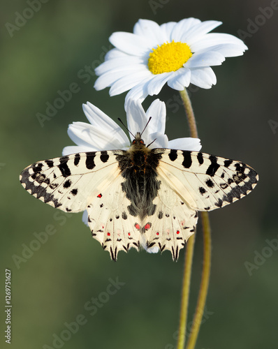 wildlife images. Photos of various butterflies. photo