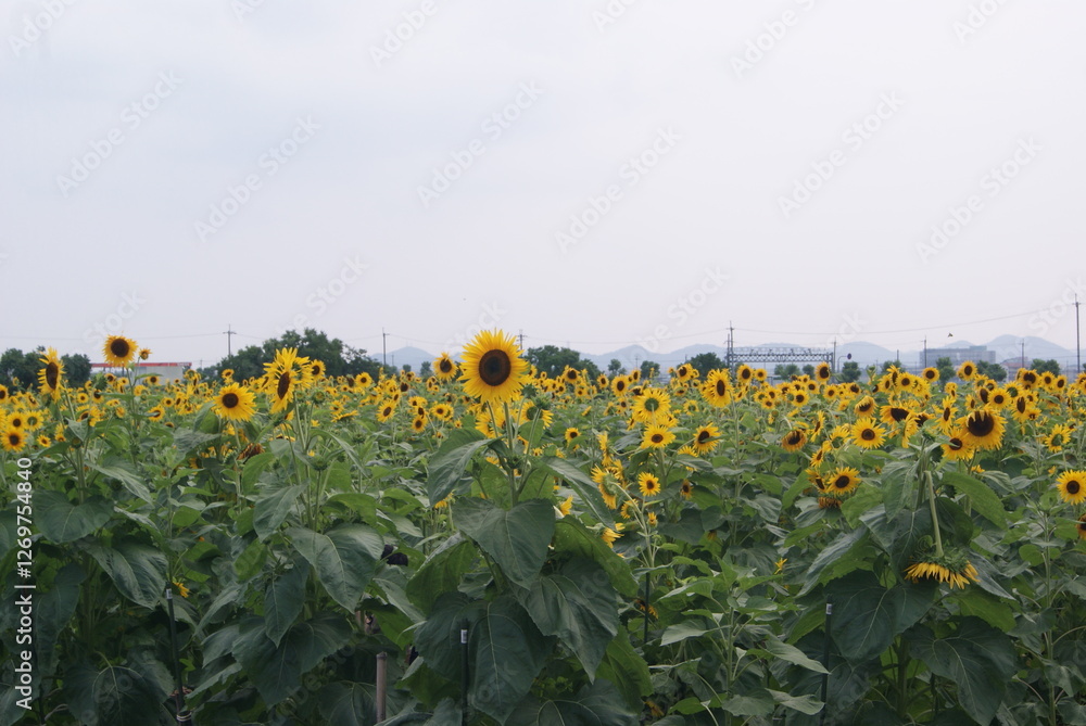 Obraz premium 一面のひまわり畑