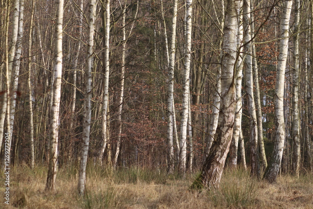 birch