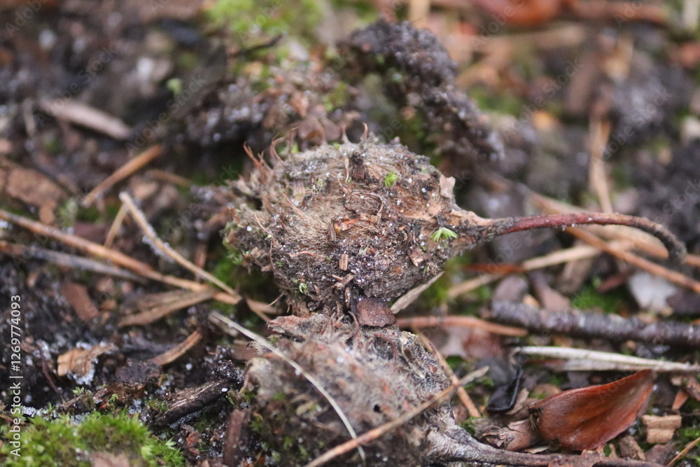 forest floor forest floor