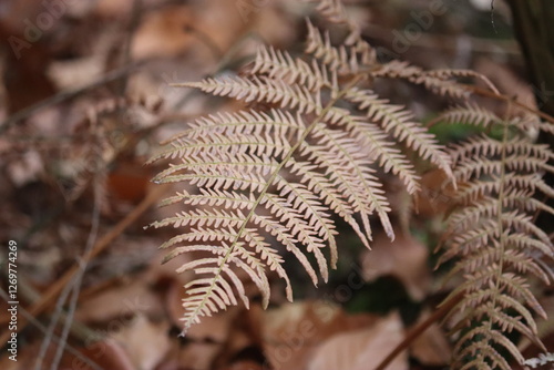fern