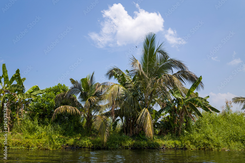 Obraz premium The countryside around the backwaters in Alappuzha in Asia, India, Kerala, Alleppey, in summer, on a sunny day.