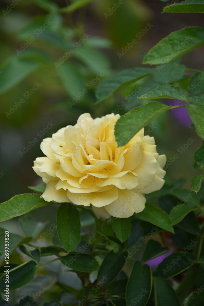 Lemon Yellow Rose Blooming and Flowering in a Garden Lemon Yellow Rose Blooming and Flowering in a Garden