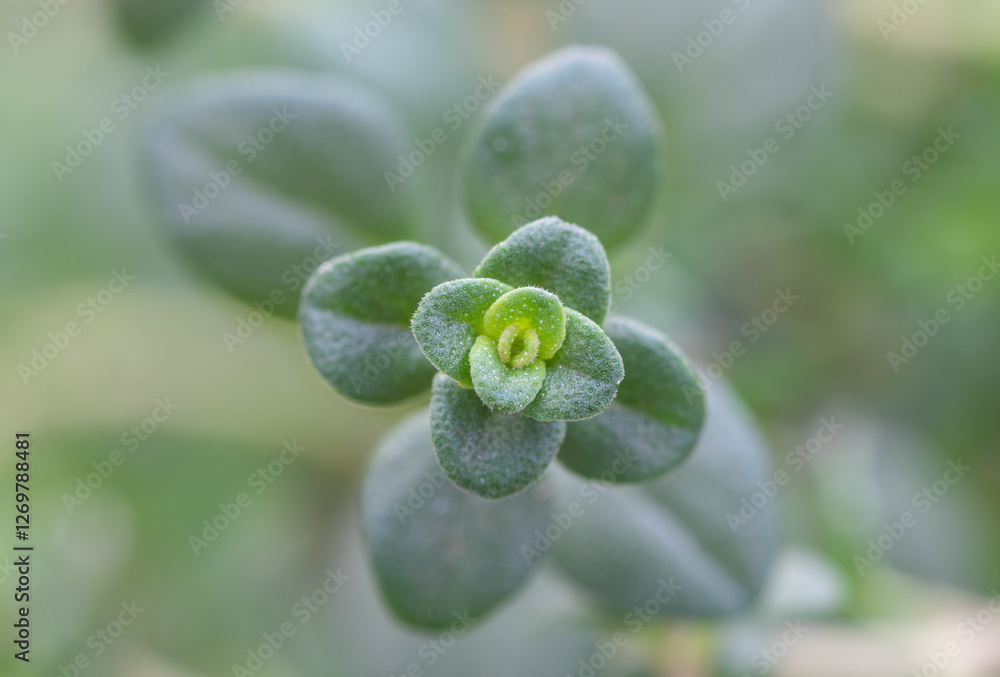 Lemon thyme (Thymus citriodorus) culinary herb plant close up