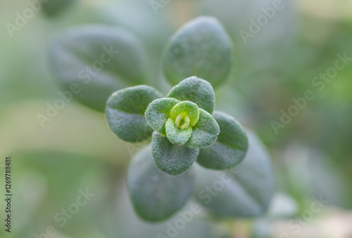 Obraz na płótnie Lemon thyme (Thymus citriodorus) culinary herb plant close up w salonie