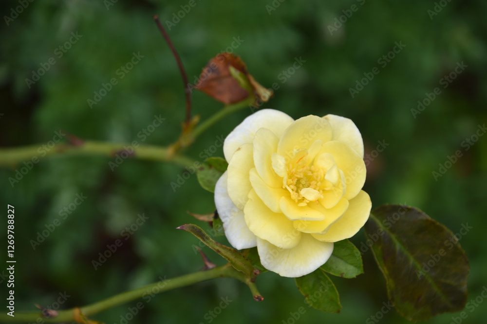 Small Wild Yellow Rose on a Bush Small Wild Yellow Rose on a Bush