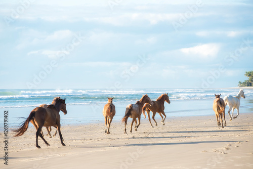Herd of appaloosa horses running free at the beach