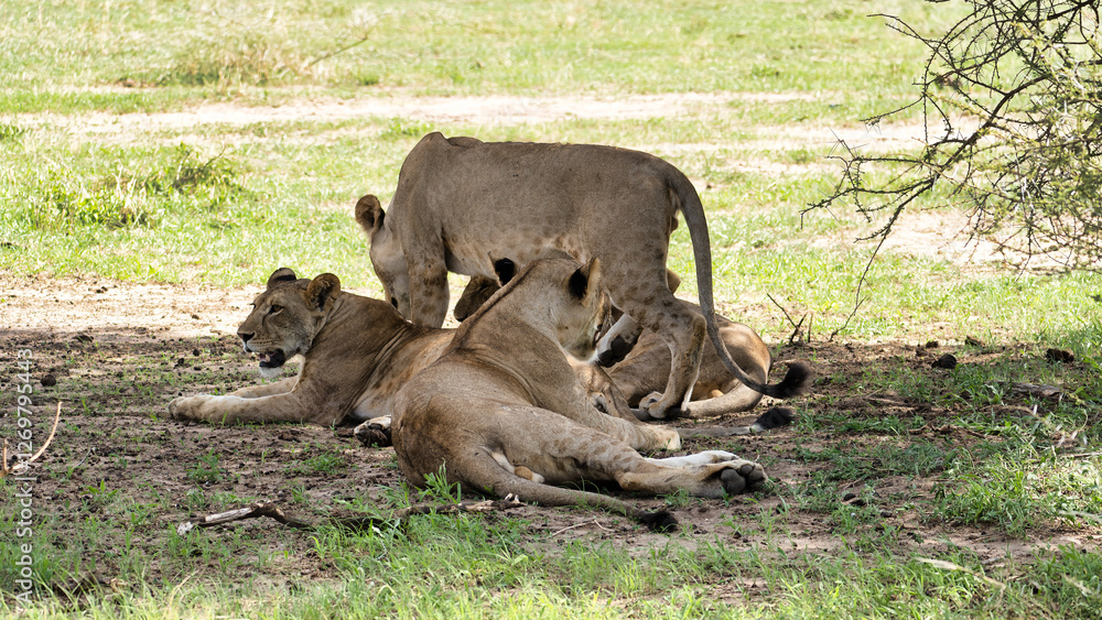 Serene Moments Lions Relaxing Peacefully and Comfortably in Their Natural Habitat in the Wild Tarangire National Park Tanzania Africa Serene Moments Lions Relaxing Peacefully and Comfortably in Their Natural Habitat in the Wild Tarangire National Park Tanzania Africa