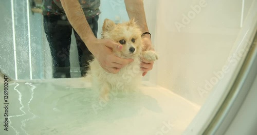 A session by a pet groomer in a special tub using ozone therapy after a skin mask treatment on a Pomeranian dog, to make both its fur and skin healthier. 