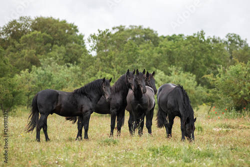 Group of young murgese horses