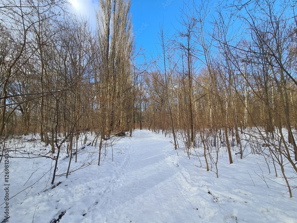 Winterlandschaft, Plänterwald in Berlin Treptow Winterlandschaft, Plänterwald in Berlin Treptow