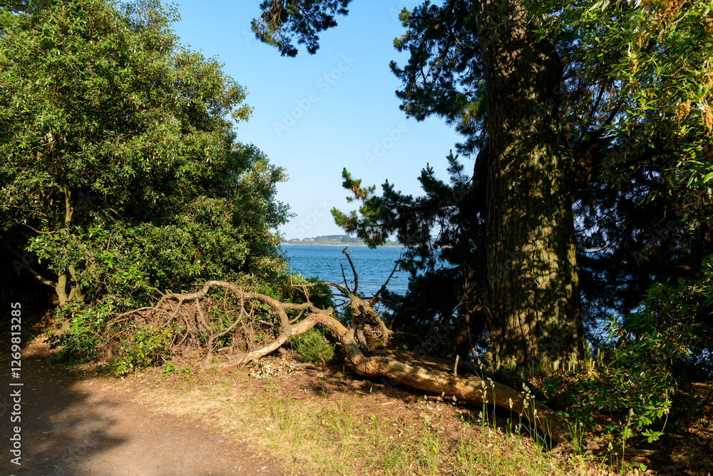 Fototapeta premium The coastal path on Berder Island in Larmor-Baden in Europe, France, Brittany, Morbihan, Larmor Baden, in summer, on a sunny day.