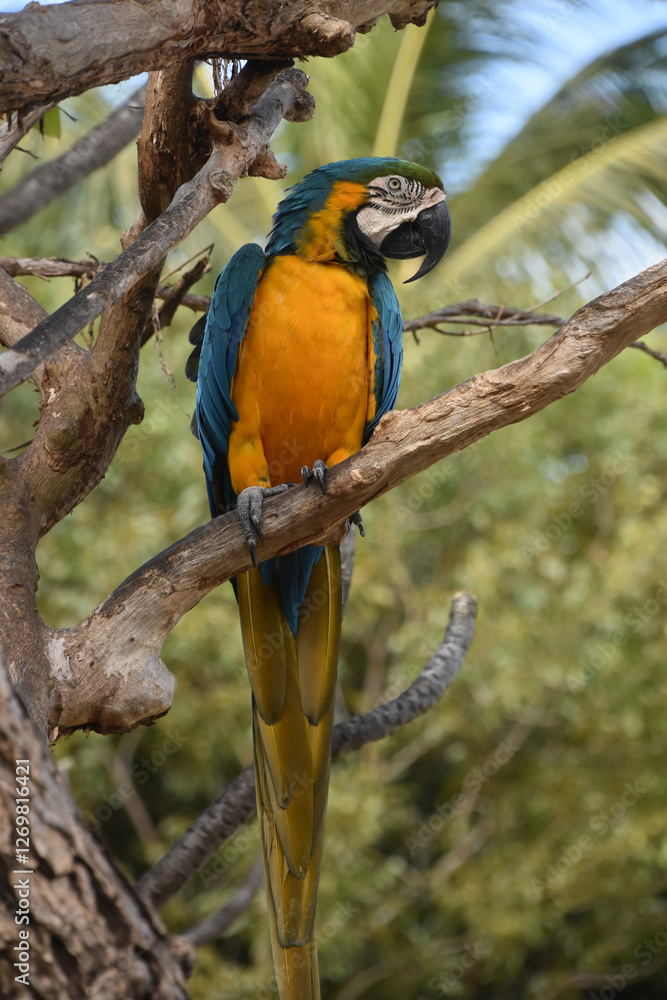 Stunning Blue and Gold Macaw Bird in a Tree Stunning Blue and Gold Macaw Bird in a Tree