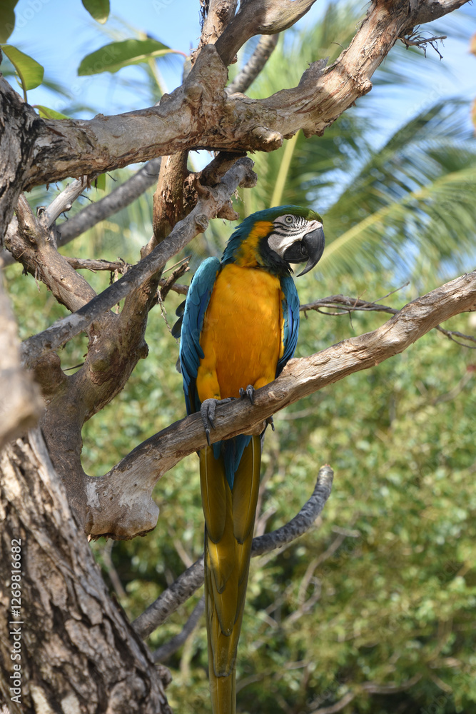 Full Body View of a Blue and Gold Macaw Full Body View of a Blue and Gold Macaw