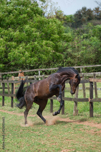 Bay lusitano stallion plays in the field