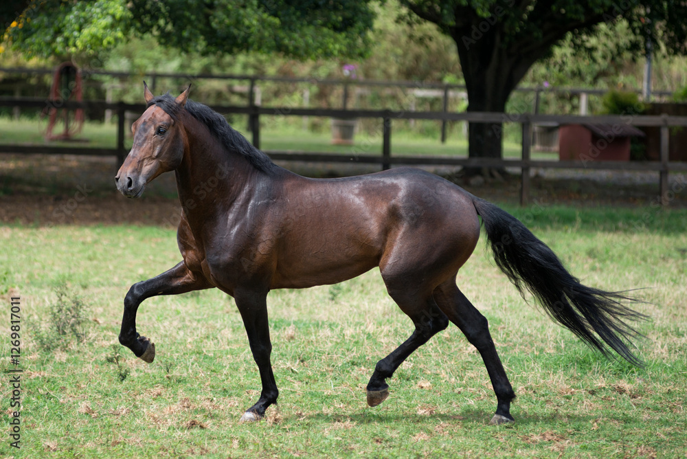 Bay lusitano stallion trots in the field Bay lusitano stallion trots in the field