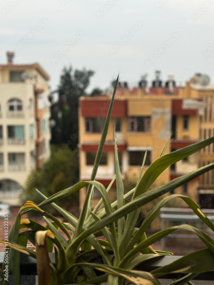Urban greenery complementing a residential backdrop in a city setting Urban greenery complementing a residential backdrop in a city setting