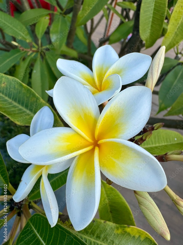 Fototapeta premium Flor