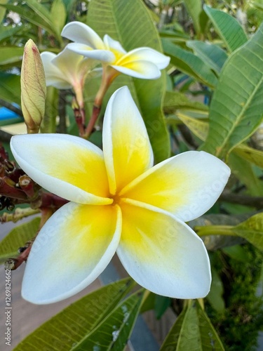 frangipani plumeria flower
