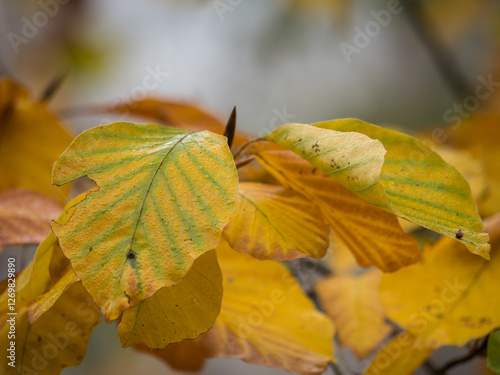 Herbstblätter in Nahaufnahme – Vergängliche Schönheit der Natur photo